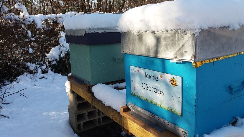 La ruche Cécrops