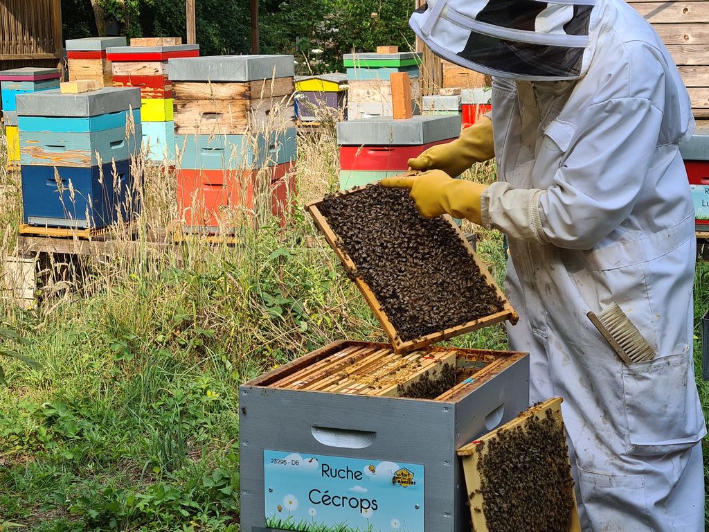 La ruche Cécrops