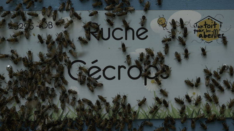 La ruche Cécrops