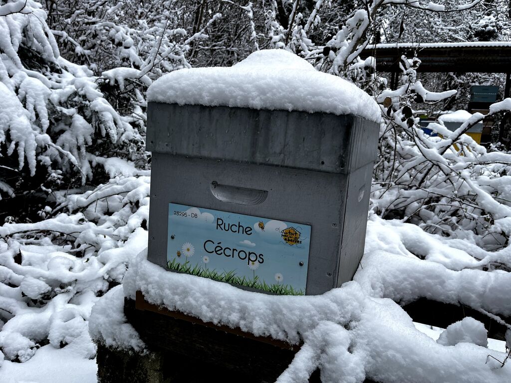 La ruche Cécrops