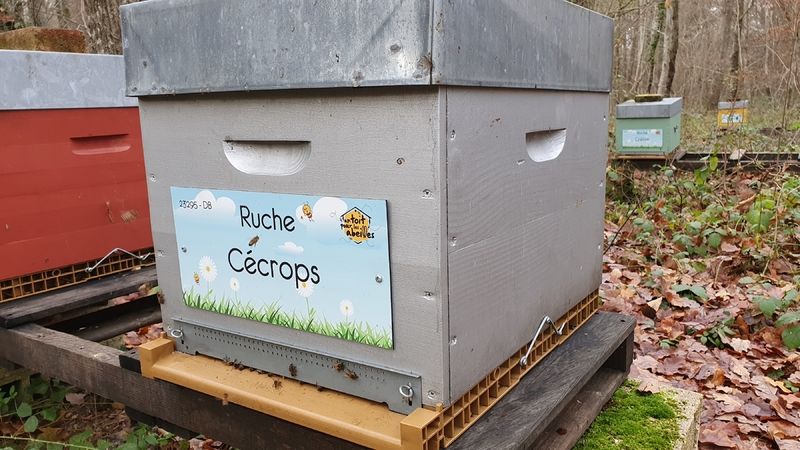 La ruche Cécrops