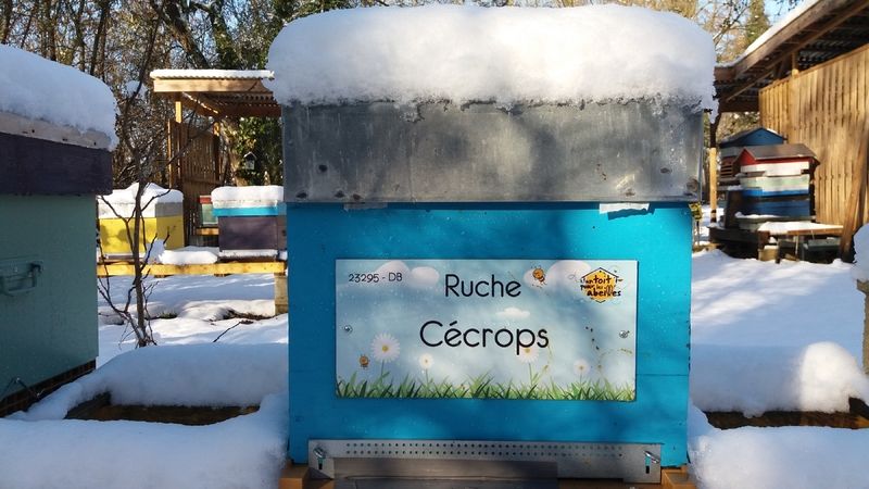La ruche Cécrops