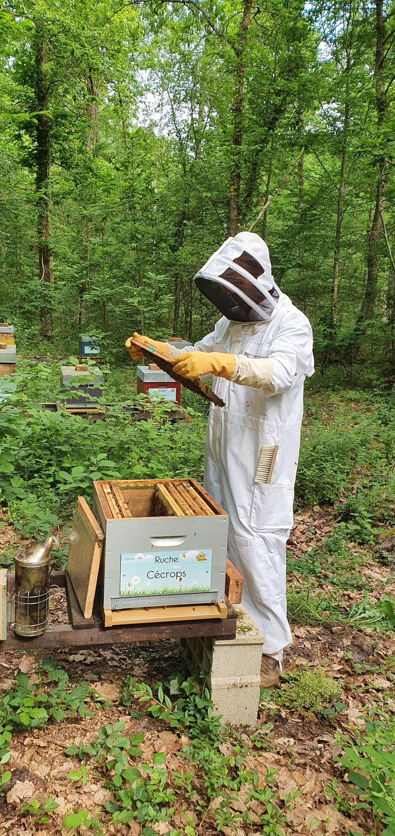 La ruche Cécrops