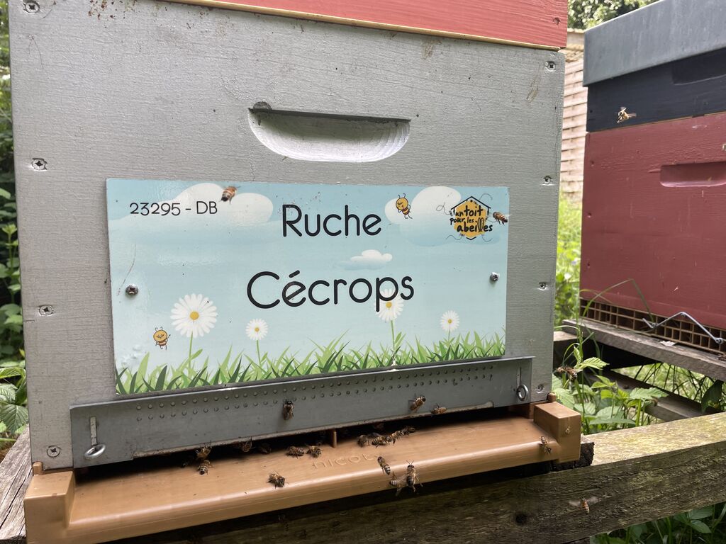 La ruche Cécrops