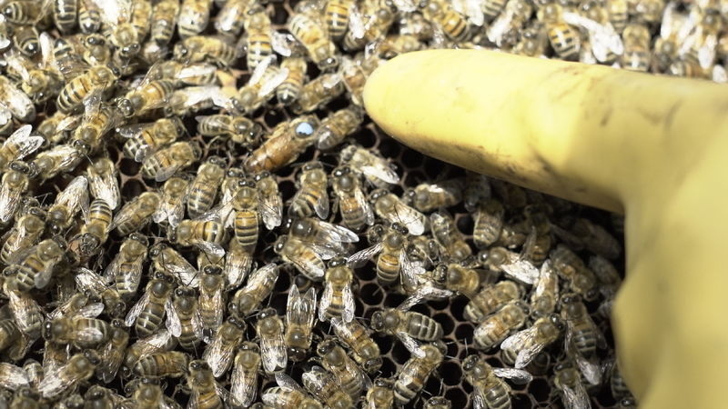 La ruche Cécrops