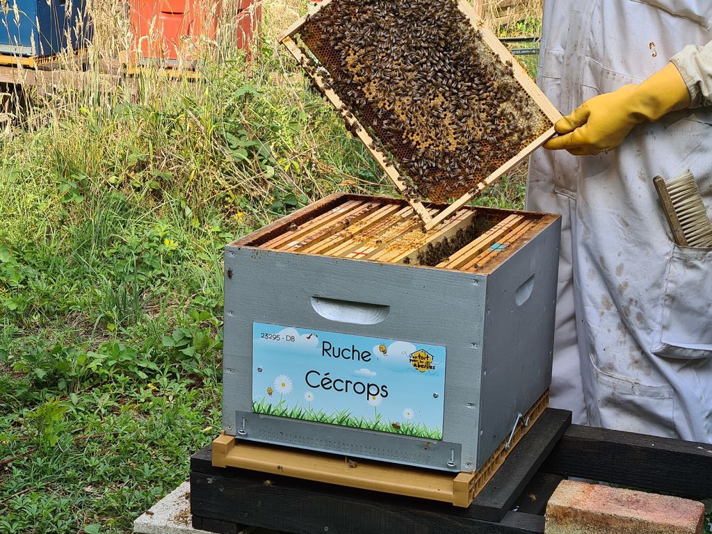 La ruche Cécrops