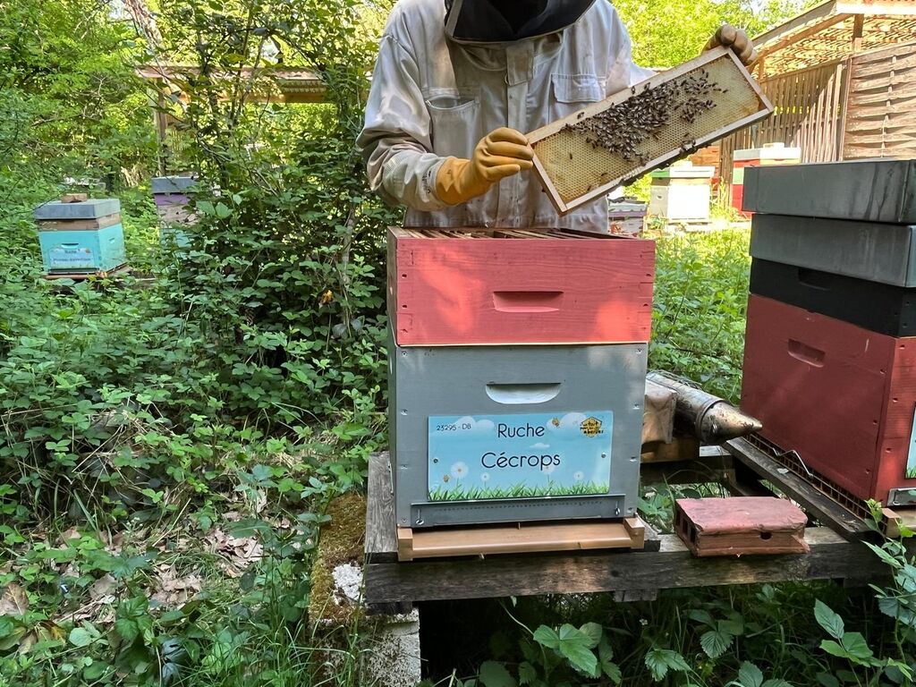 La ruche Cécrops