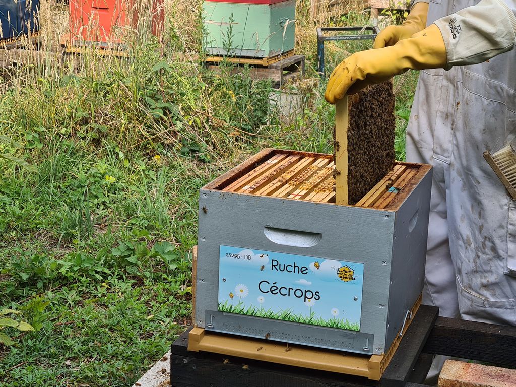 La ruche Cécrops