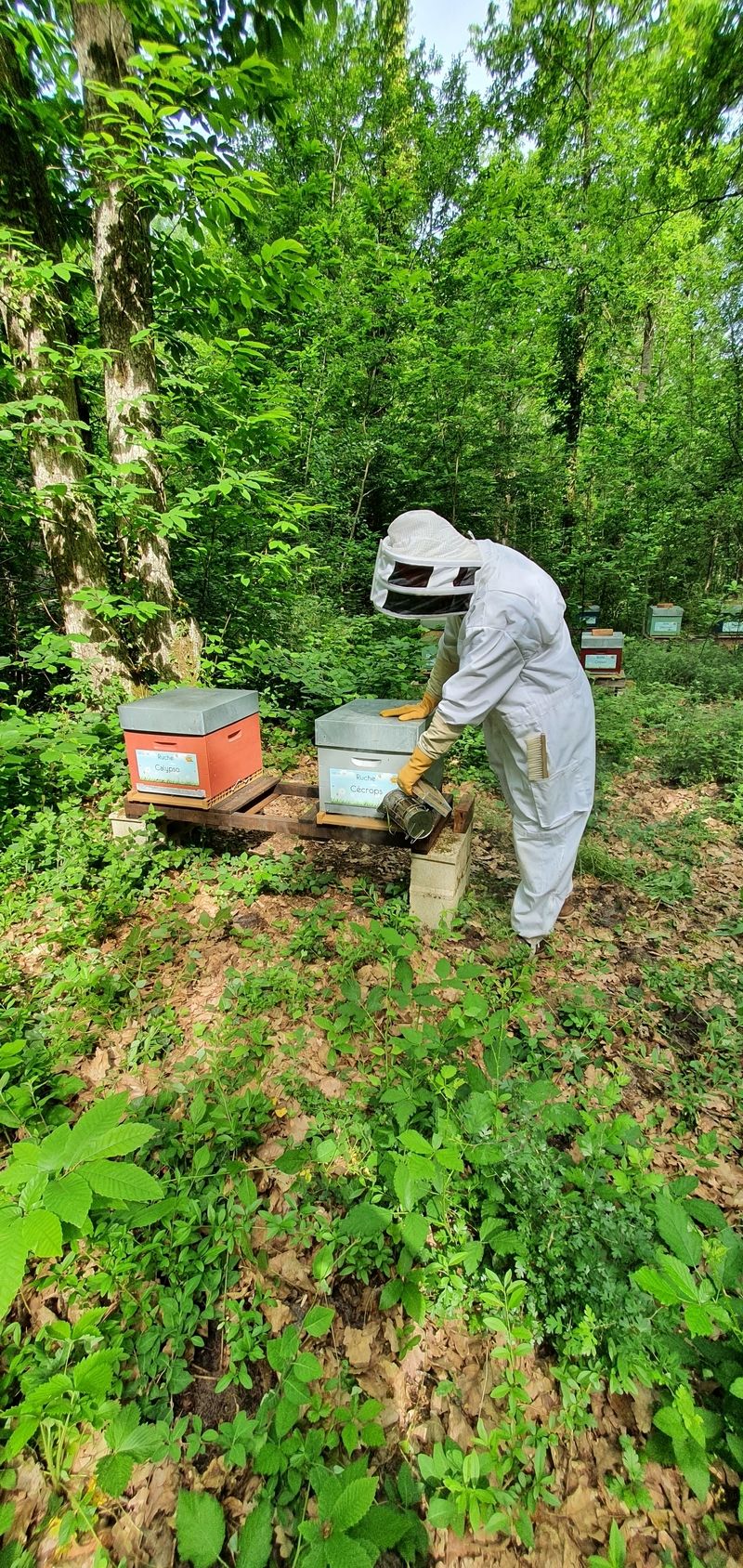 La ruche Cécrops