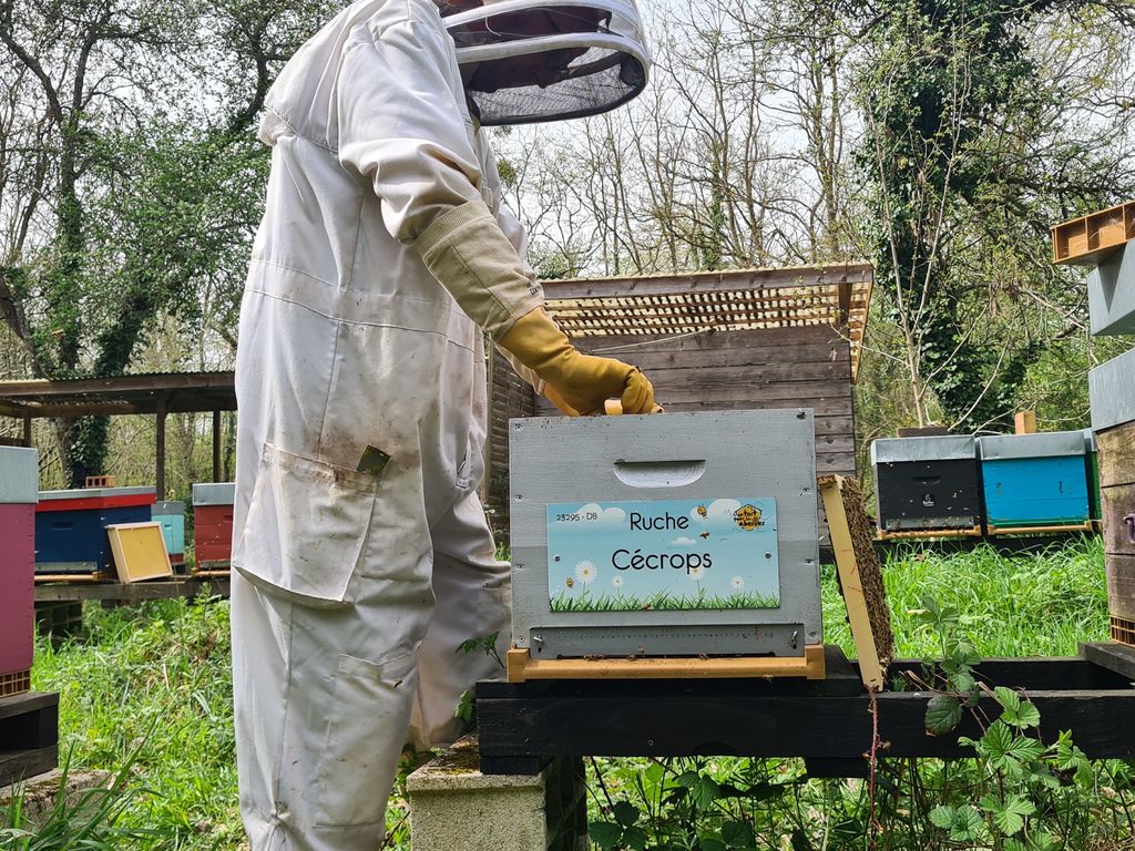 La ruche Cécrops