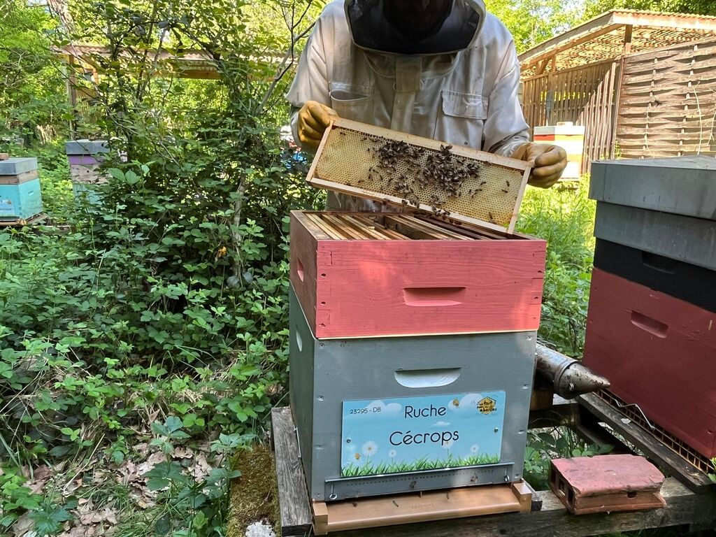La ruche Cécrops