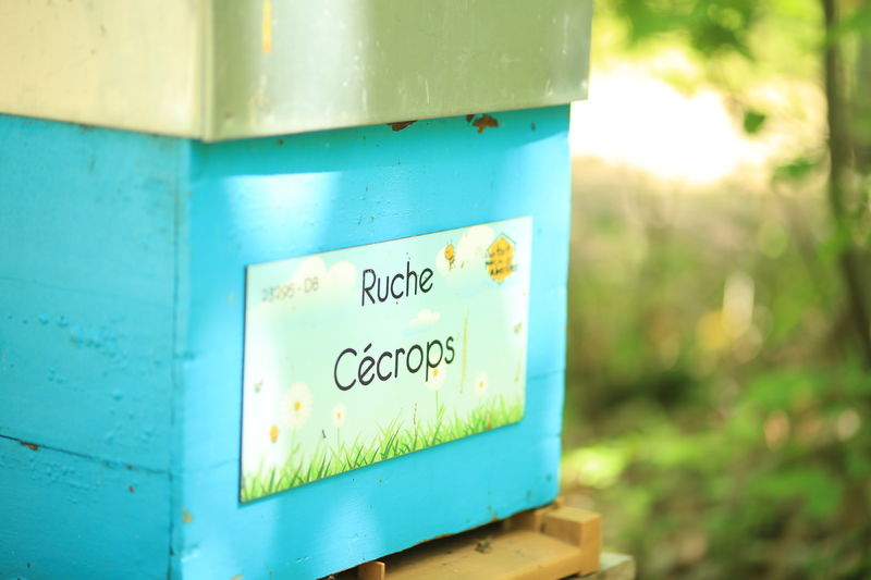 La ruche Cécrops