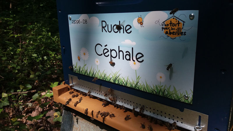 La ruche