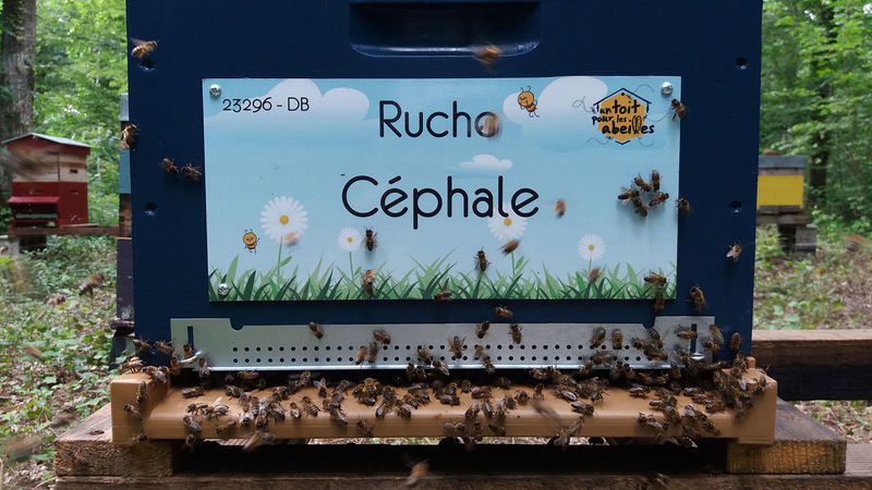 La ruche Céphale