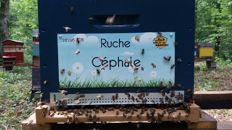 La ruche Céphale