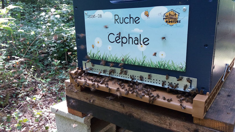 La ruche Céphale