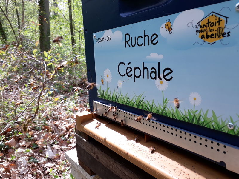 La ruche Céphale