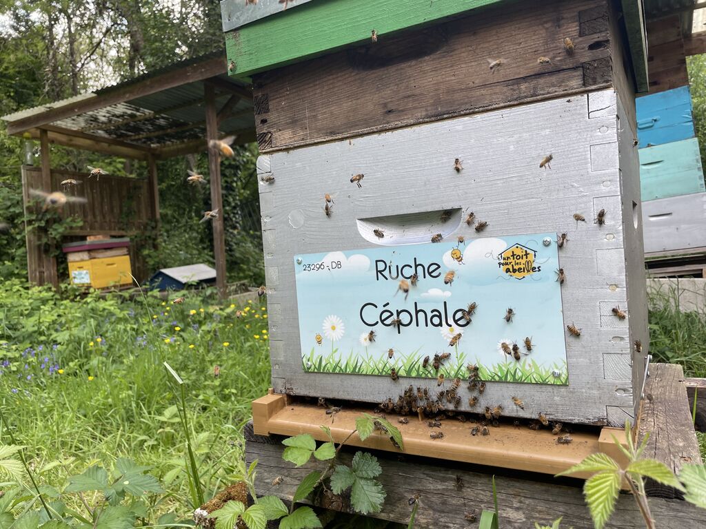 La ruche Céphale