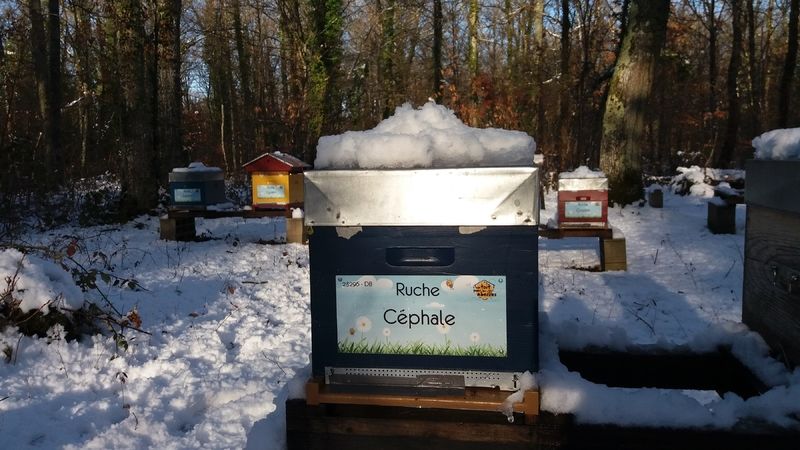 La ruche Céphale
