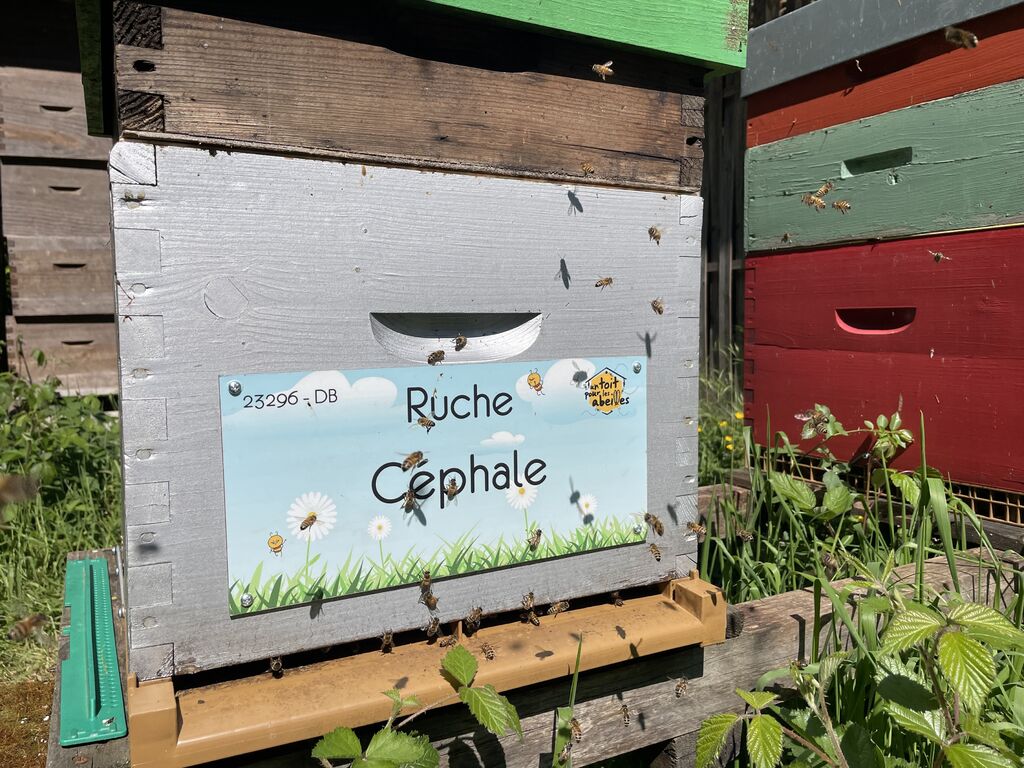 La ruche Céphale