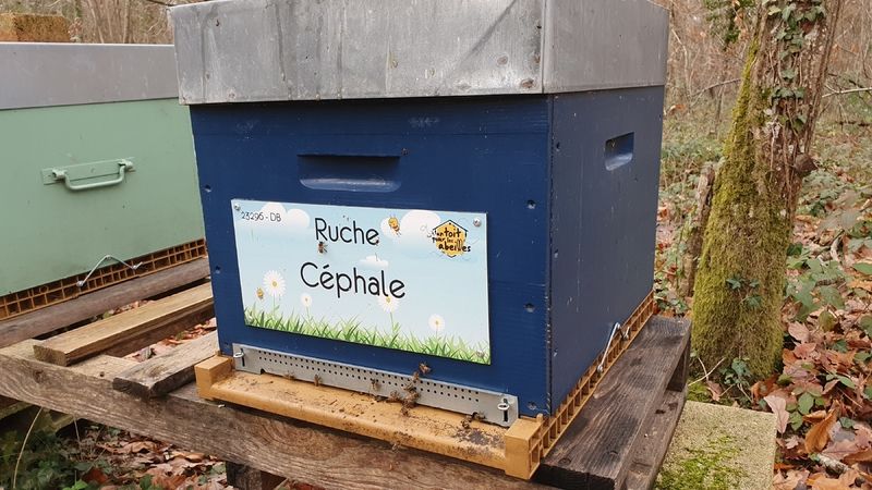 La ruche Céphale