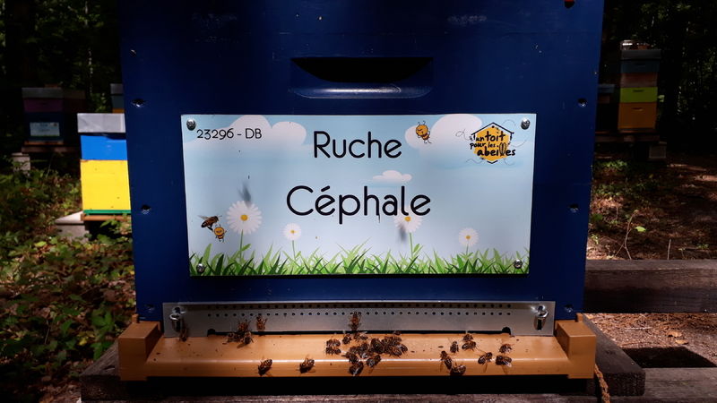 La ruche Céphale