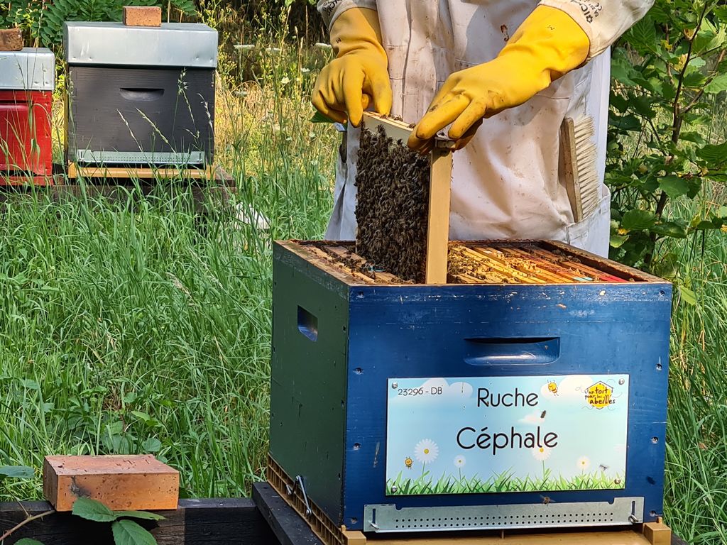 La ruche Céphale