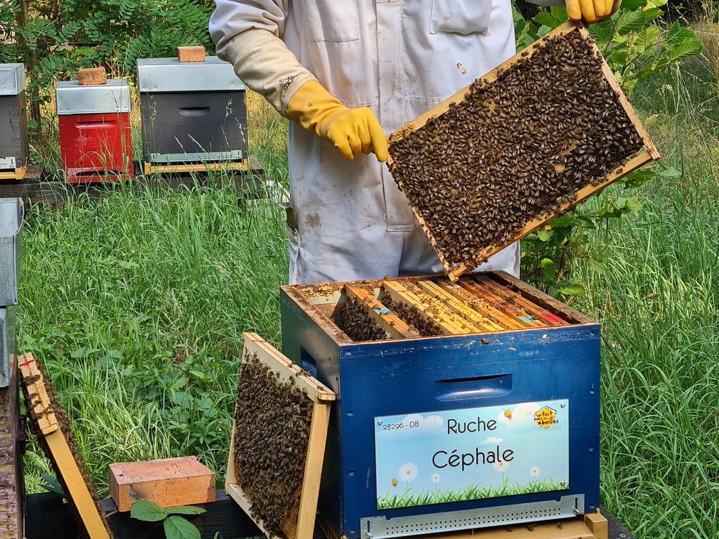 La ruche Céphale