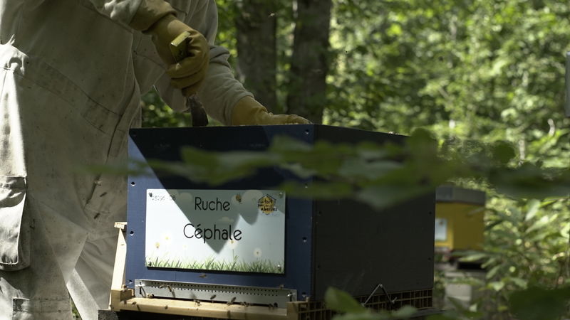La ruche Céphale