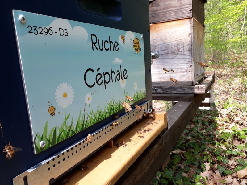 La ruche Céphale