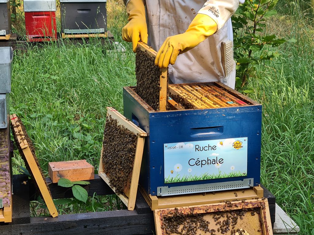 La ruche Céphale