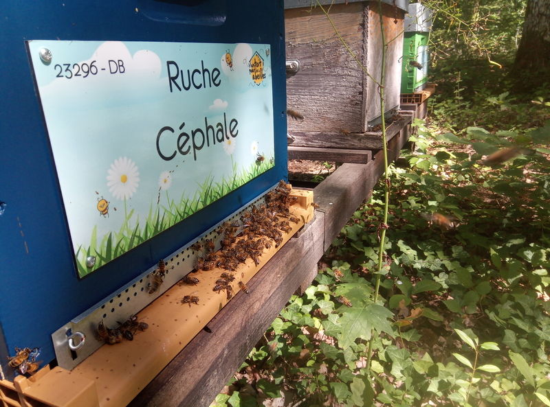 La ruche Céphale
