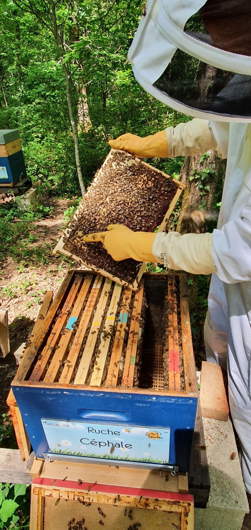 La ruche Céphale