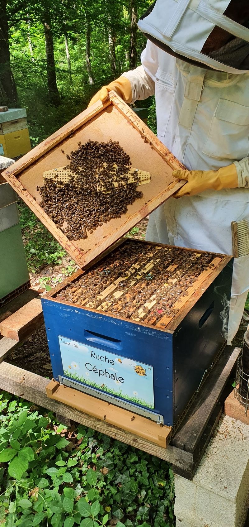 La ruche Céphale