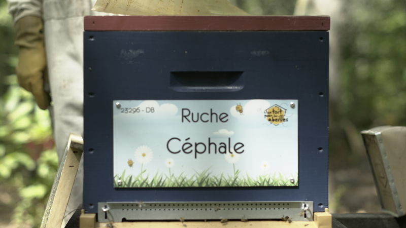 La ruche Céphale