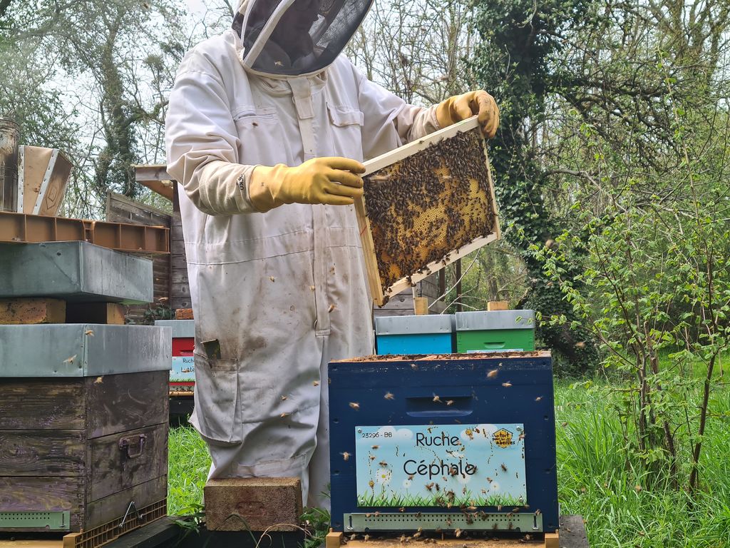La ruche Céphale