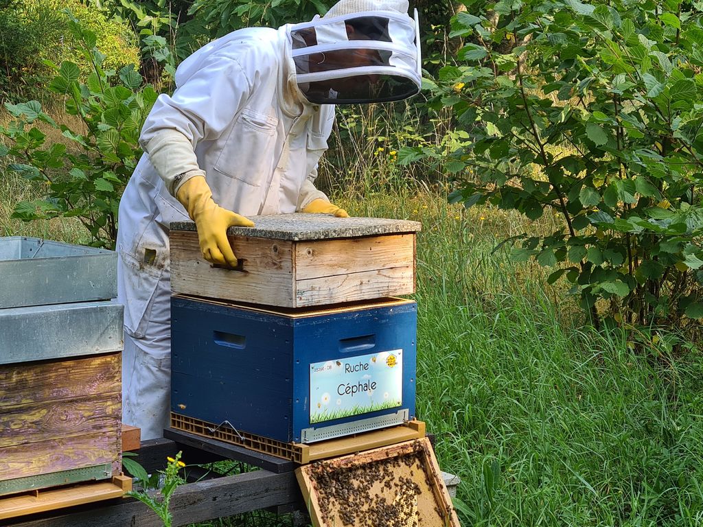 La ruche Céphale