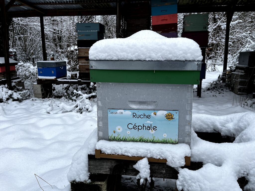 La ruche Céphale