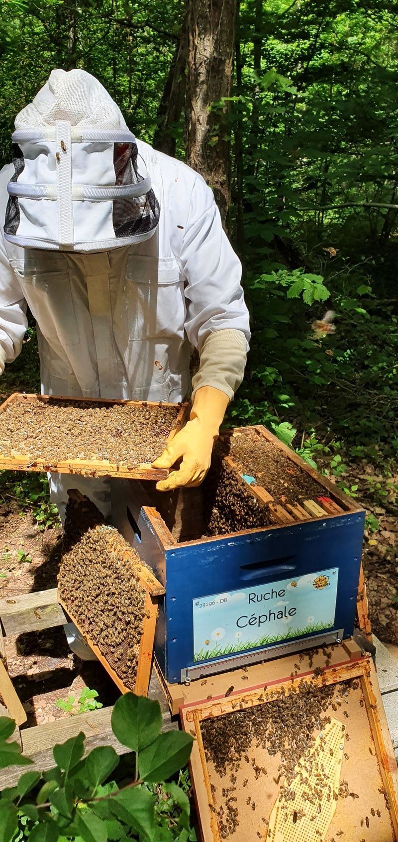 La ruche Céphale