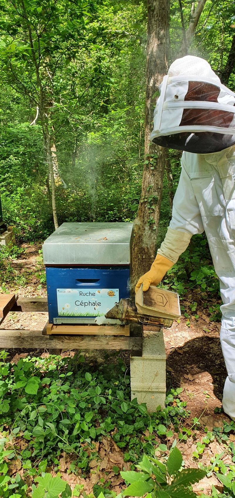 La ruche Céphale
