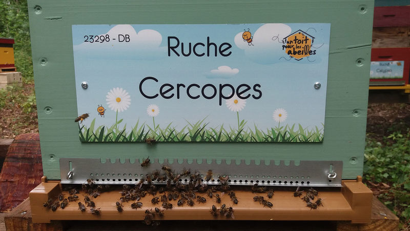 La ruche