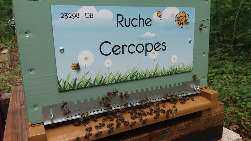 La ruche Cercopes