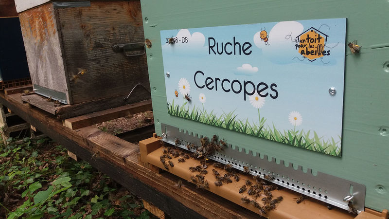La ruche Cercopes