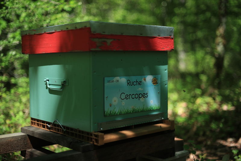 La ruche Cercopes