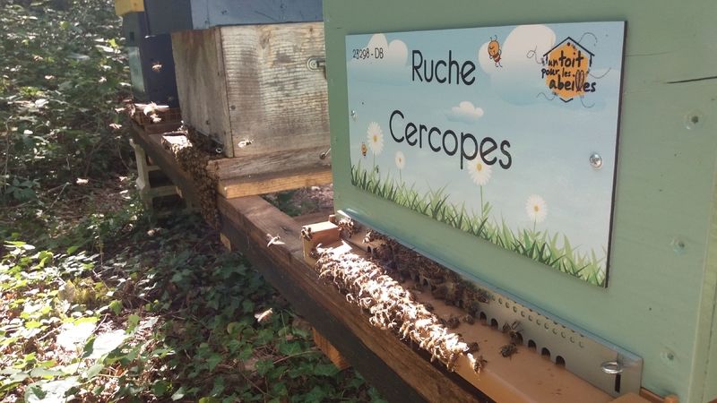 La ruche Cercopes