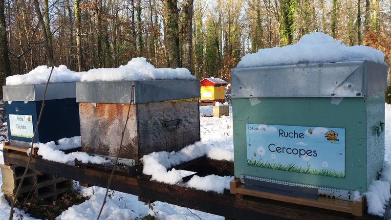 La ruche Cercopes