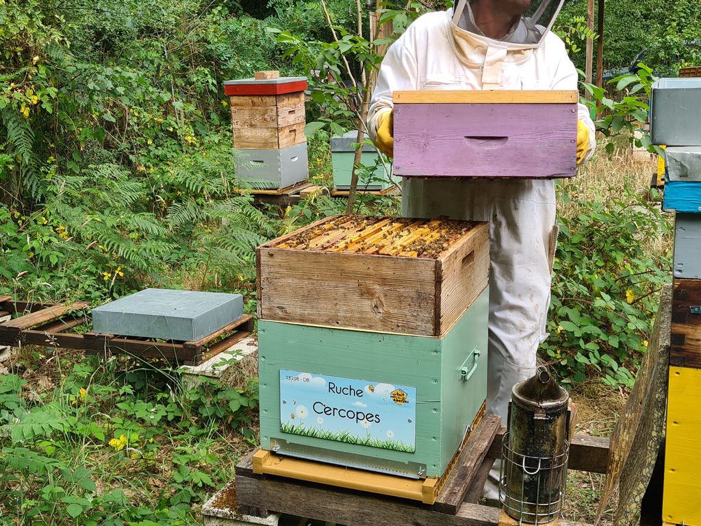 La ruche Cercopes