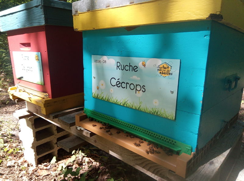 La ruche Cercopes