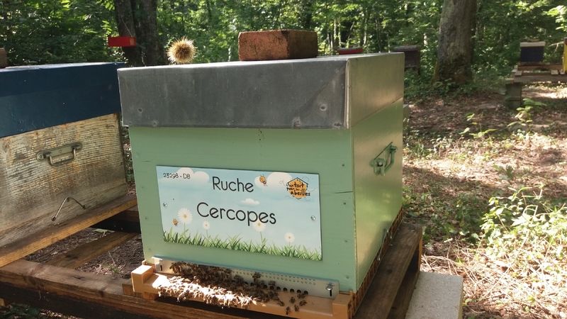 La ruche Cercopes