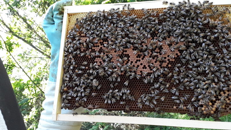 La ruche Cercopes